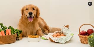 Balanced Nutrition for Optimal Pet Health download