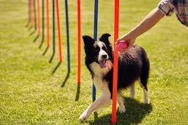 Effective Training for Better Behaviour download (6)