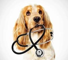 Maintaining Pet Health and Safety images (2)