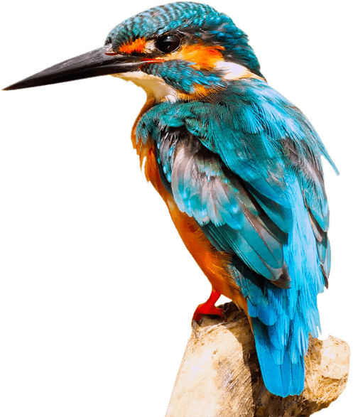 bird