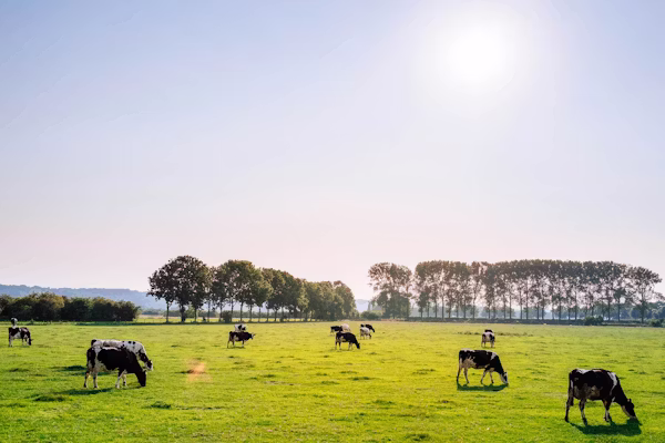 cows grazing in agreen pasture