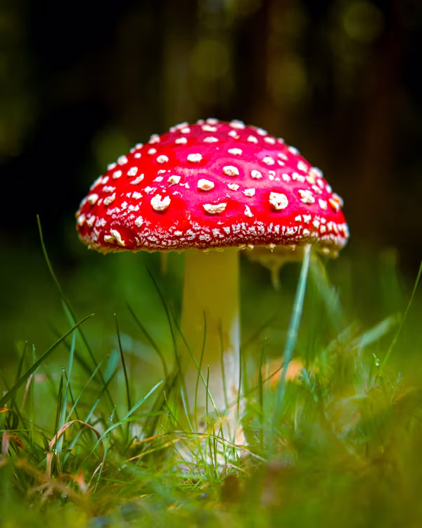 mahrooms

















Red mashroom with white aports



 