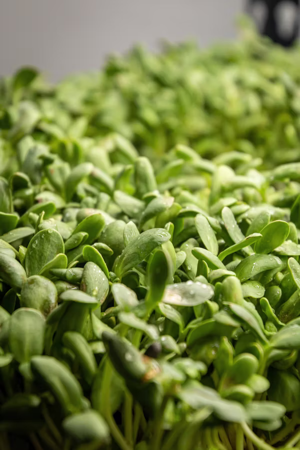 Fresh green microgreen with water droplets