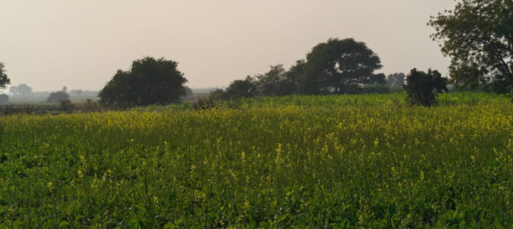 green field with trees in the background