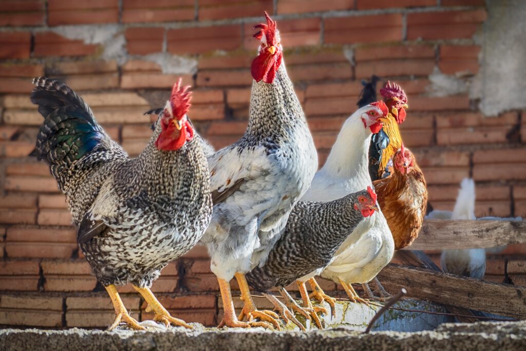 chickens  and roosters in front of a brick wall