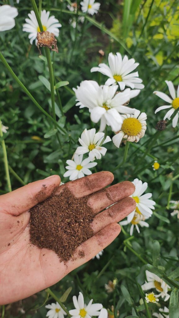 A photo of white dadaists flowers in a green garden