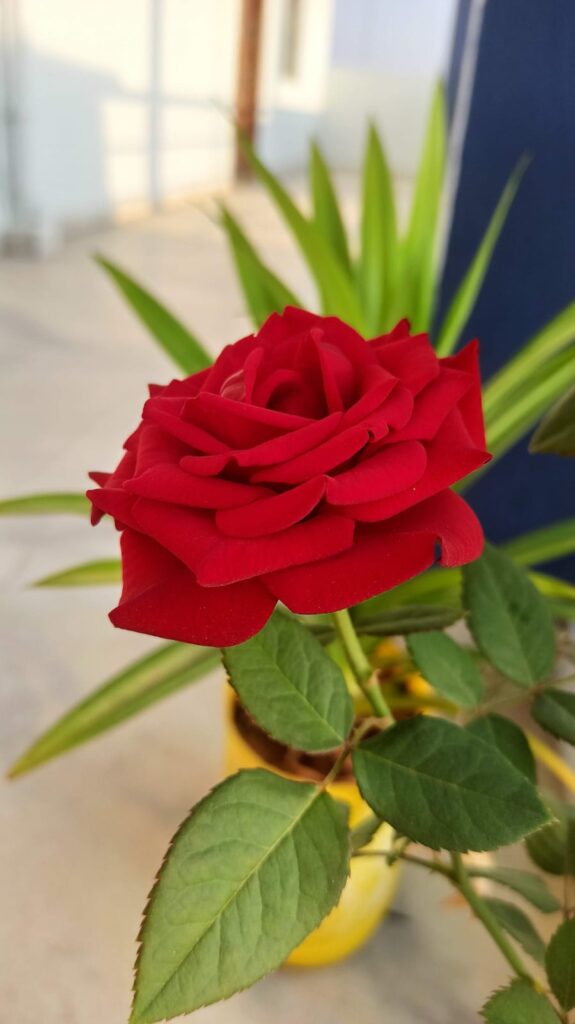 rose
