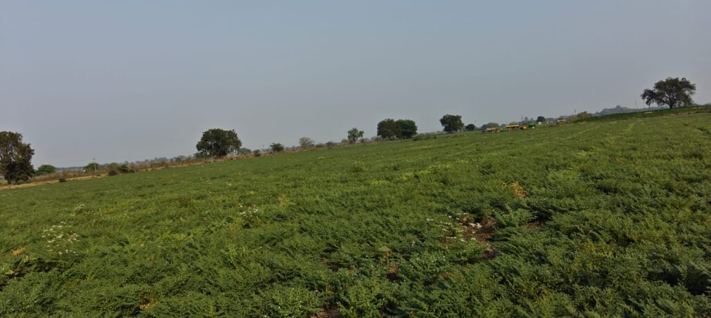 large green agricultural field under a hazy sky.