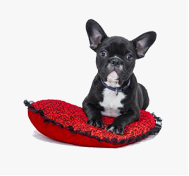 Home cute dog