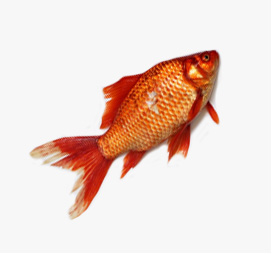 Home Fish