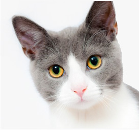 Home cat